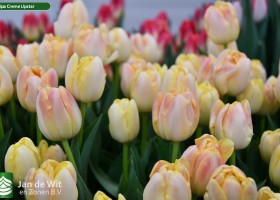 Tulipa Creme Upstar ® (3)